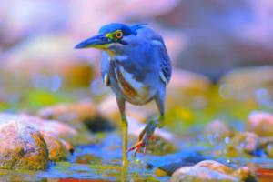 独行侠惨遭爵士逆转，米切尔狂砍分杀敌一箭