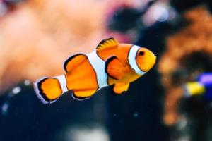 多特蒙德艰难取胜，展望晋级机会